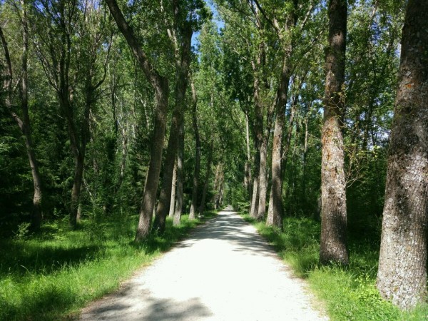 Bosque Ruta Rascafría
